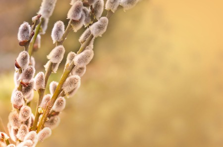 Willow branches on a pastel spring background with copy space の写真素材