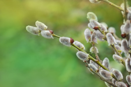 Spring willow branches on  pastel background. View with copy spaceの写真素材
