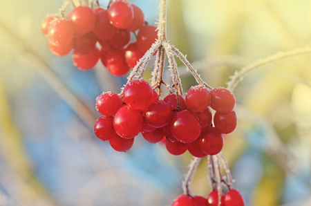 Winter frozen viburnum guelder rose . Red berries of Viburnum. Red tassel guelder rose. Ukrainian symbol viburnum arrow wood の写真素材