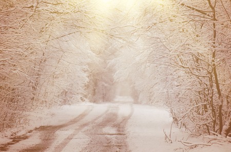 Winter warm toned landscape with the frosty trees. Winter landscape in warm tonesの写真素材