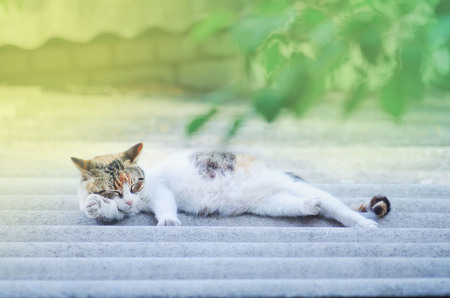 Cat sleeping on the roof. Colorful cat on roofの写真素材