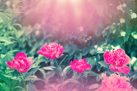Blooming peony bush with pink flowers in the garden.の写真素材