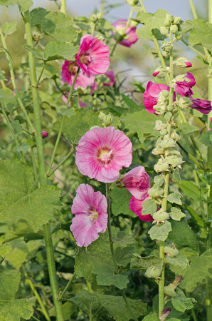 Pink hollyhock or Althaea rosea flower blossomsの写真素材