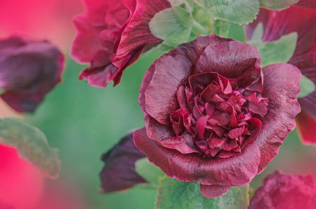 Red terry hollyhock blossoms. Terry mallow in garden. Terry red mallow growing.の写真素材