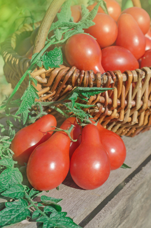 Closeup of basket with fresh red tomatoes. Fresh long tomato in a basket on a green background. A productive plum tomatoの写真素材