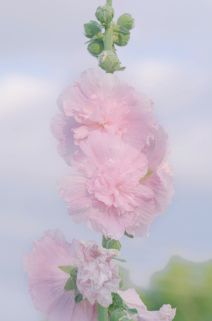  Terry mallow in garden. Terry pink mallow growing. Terry mallow garden plantの写真素材