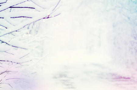 Fairy forest covered with snow. Trees covered by fresh snowの写真素材