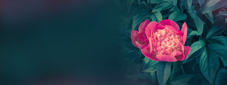 Red peonies in the garden. Dark red peonies with many petals. Red peony banner. Beautiful flower growing. Empty place for  text.の写真素材