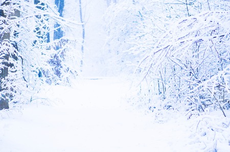 Fairy forest covered with snow. Trees covered by fresh snowの写真素材