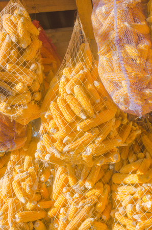 Corn Dry in sack at local farm.  Harvesting corn in a sackの写真素材
