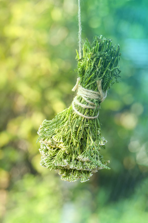 Fresh yarrow twigs.  Flowers of yarrow hang on the rope. Scoria Herb or Millefolii herba.の写真素材