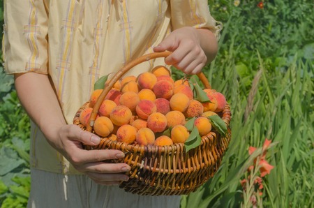 Apricots ready to harvest. Ripe organic apricots. Woman picking apricots in the basket. Holding apricots in backyardの写真素材
