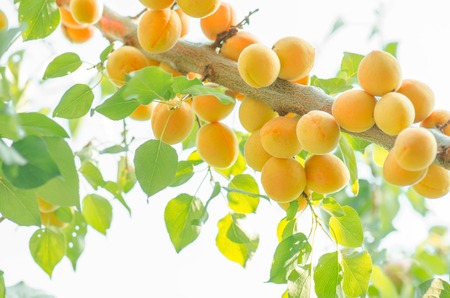 Apricot tree branches in sunshine. Sunshine on branches of organic apricot treeの写真素材