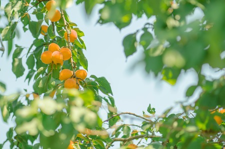 Mature apricot ready to harvest. Apricots ripening on tree. Apricots fruit on treeの写真素材