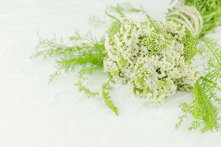 Bunch Achillea millefolium with white flower. Bundle of yarrow. Yarrow  on white background. Yarrow in herbal medicineの写真素材
