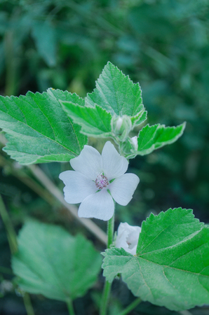 White Marshmallow flower. Althaea officinalis in the green meadowの写真素材