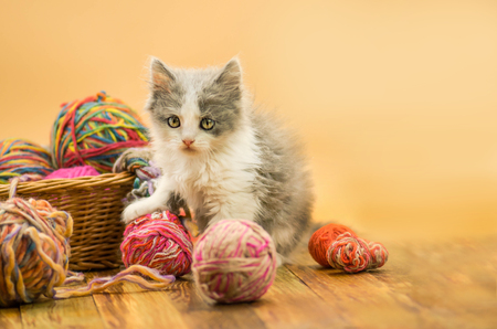 Cute kitten and ball of thread. Portrait of cute grey pretty kitten. Funny kitten and knitting in the interior. Empty place for  text.の写真素材