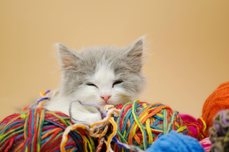 Cute little kitten. Baby kitten sleeping with a ball of wool. View with copy spaceの写真素材