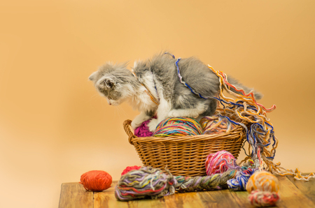 Little funny kitten with a ball of knitting. Cute fluffy cat is playing with ball of knitting. Cute kitten in basket with balls of yarnの写真素材