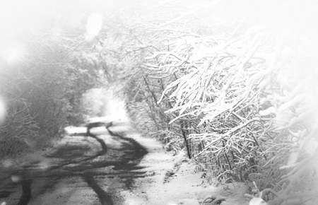 Black and white winter photography.  Winter snow forest. Black and white photoの写真素材