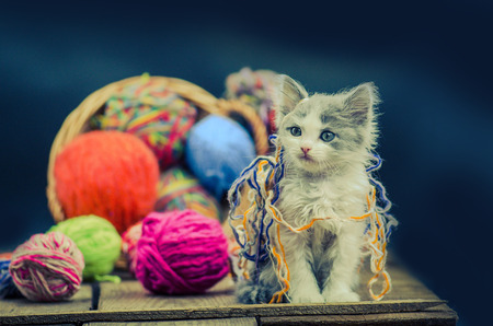 Little funny kitten with a ball of knitting. Cute fluffy cat is playing with ball of knitting. Cute kitten and ball of thread. Wool knitting backgroundの写真素材