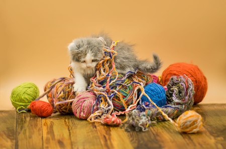 Cute kitten on light background. Six weeks old kitten. Baby cat playing with ball of yarn on light backgroundの写真素材