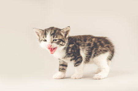 Beautiful cat on light background. Cute tabby kittenの写真素材