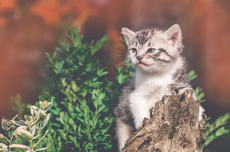 Little kitten playing in the autumn glade. Fluffy kitten outdoors on the autumn background.の写真素材