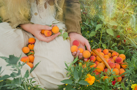 Apricots on nature background. Fresh apricots in the basket. Basket with ripe apricots  in garden. Empty copy spaceの写真素材