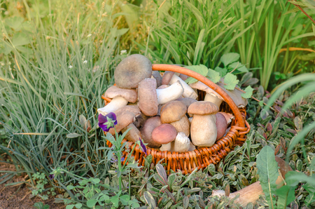 Mushrooms in a basket.  Harvest brown cap boletus and autumn forest. Big basket of mushroomsの写真素材