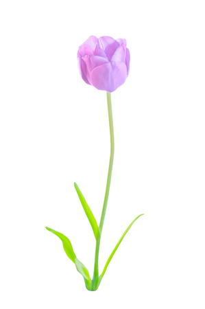 Fresh purple tulip  isolated on white. Studio shot of purple tulip with green leavesの写真素材