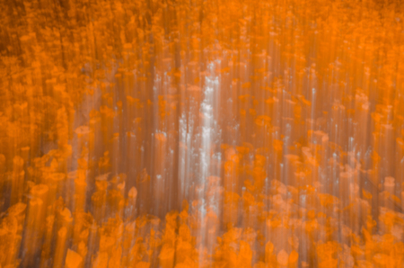 Autumn landscape blurred background. Autumn leaves beautiful nature bokeh forest  background. Autumnal natural bokeh backdropの写真素材