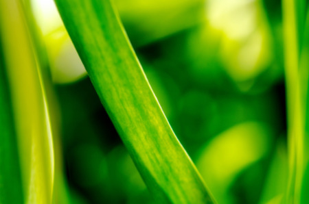 Fresh green bio abstract blurred background. Spring or summer abstract nature backgroundの写真素材