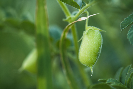 Chickpea or chick pea with plant.  Cicer arietinum on the branch plant. Green chickpeas in pod.の写真素材