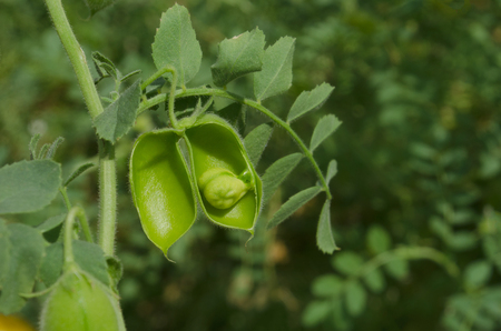 Macro photo cicer arietinum green pods and bean. Chickpea pods leaves and beans. Chickpeas green fieldの写真素材