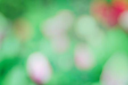 Flower bokeh background. Colourful bokeh blur soft focus  flowers background. Blurry bokeh flower backgroundの写真素材