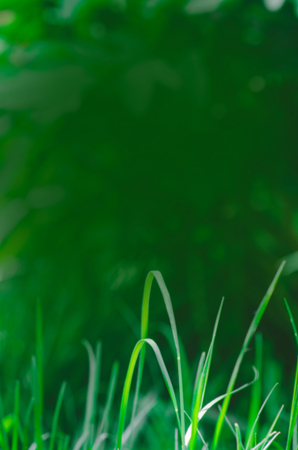 Green blurred background. Green bokeh out of focus foliage background. Fresh green bio abstract blurred background.の写真素材