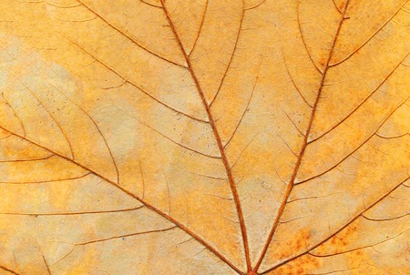 Colorful autumn leaf background. Autumn leaf close up texture.