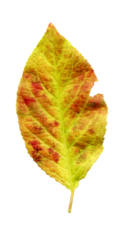 Autumn plum leaf.  Purple leaf of plum. Prunus domestica leaf isolated on a white background.