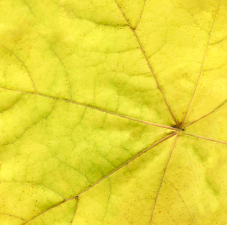 Grunge  autumn  yellow  background. Golden leaf background. Fall leaf  background texture. Yellow...