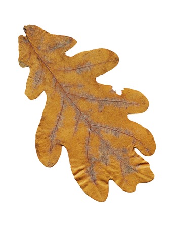 Oak brown autumn leaf  isolated on a white background. Rusty textured autumn leave isolated.