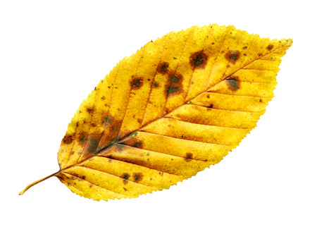 Elm tree leaf close up shot. Golden autumn colours elm tree leaf isolated.