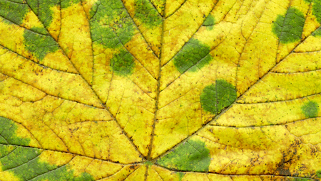 Colorful texture of autumn leaf. Autumn background with maple leave