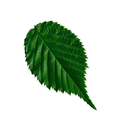 Fresh  raspberry leaf isolated on white  background