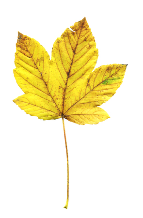 Maple acer autumn leaf isolated on a white background. Beautiful bright colorful autumn leaf isolated on a white backgroundの写真素材