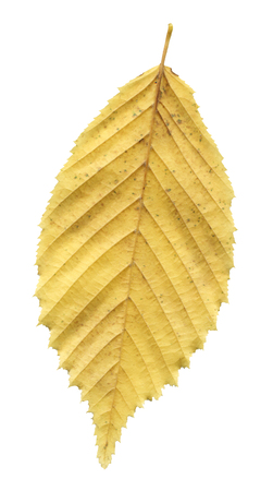 Autumn leaf elm isolated on white backgroundの写真素材