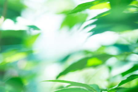 Defocused abstract green background. Natural bokeh blurred. Bokeh light abstract background.の写真素材