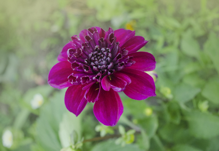 Anemone Dahlia Purpinka with simple shape petals and pin-cushion center.の写真素材