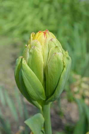 Colorful tulips Fruit Cocktail in the flower gardenの写真素材