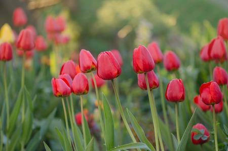 Red tulips in spring landscape. Red tulips background. Red tulip flower backgroundの写真素材